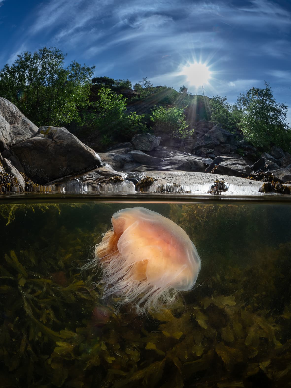 Medusas en un fiordo de Gulen, Noruega. Finalista en la categoría ‘portafolio colectivo’ del Premio de Fotografía Oceánica 2021.