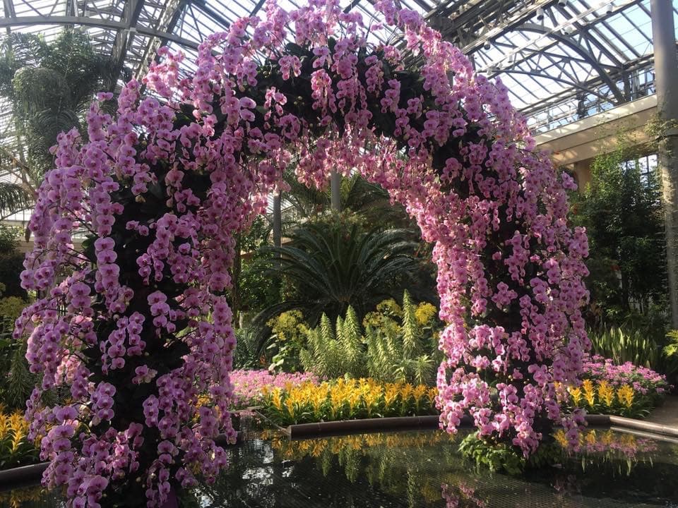 La Orchidaceae es una familia diversa y extendida de plantas con flores, que a menudo son coloridas y fragantes, comúnmente conocidas como la familia de las orquídeas. 
<br>
<br>Coloridos, delicados, fragantes y hermosos; así son los arcos de orquídeas que adornan el auditorio del famoso jardín botánico. 
<br>