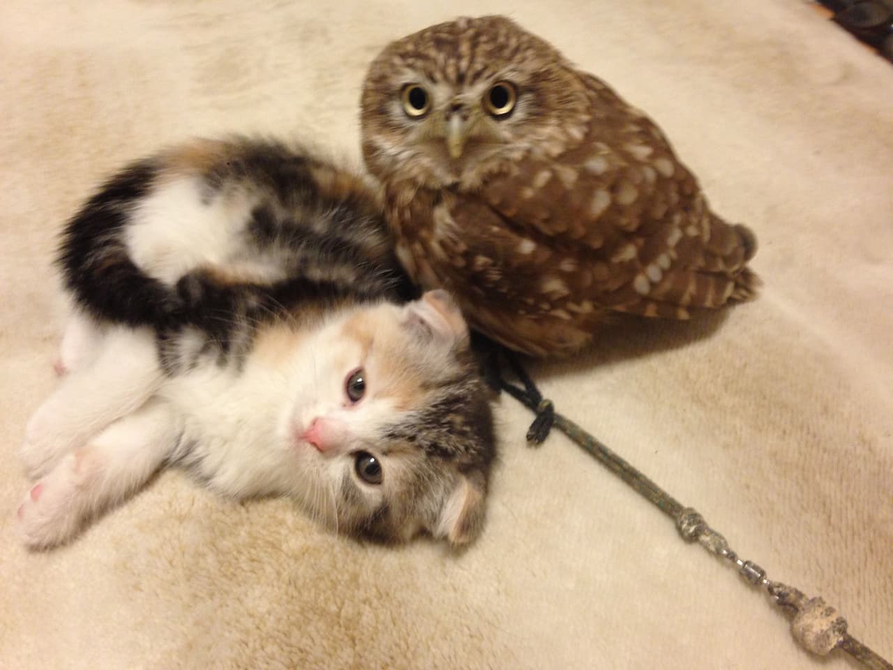 Incluso posan para la foto juntos.