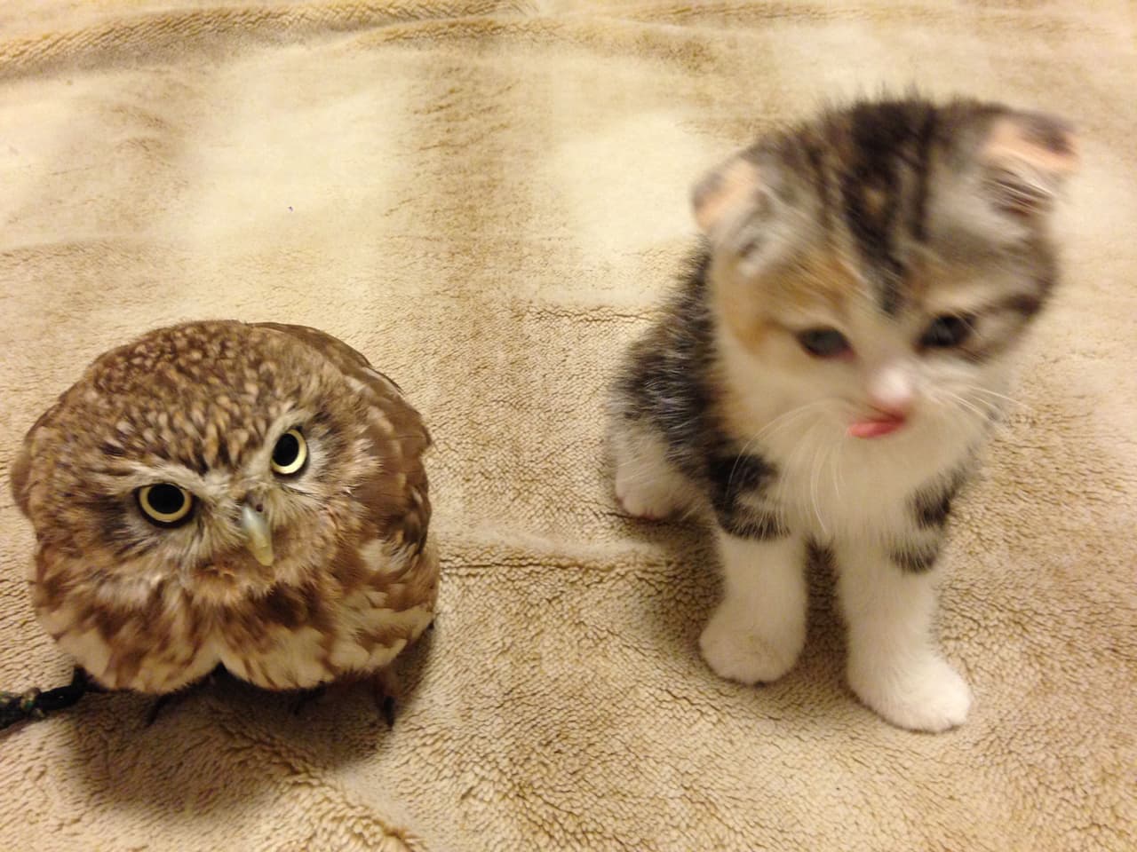 ¡Cuántas aventuras les espera a estos lindos amigos!