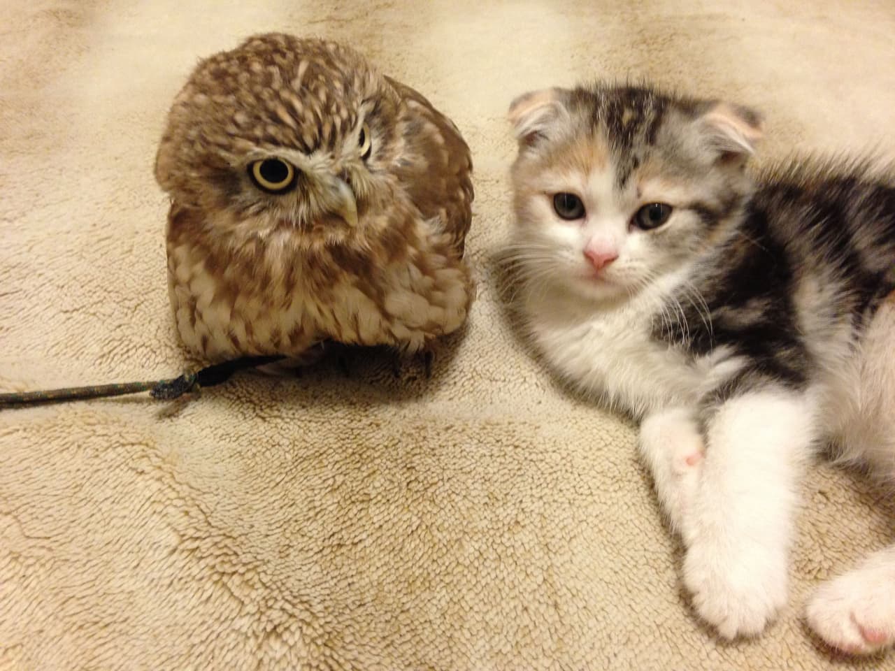 Desde que se conocieron, los animalitos son inseparables.