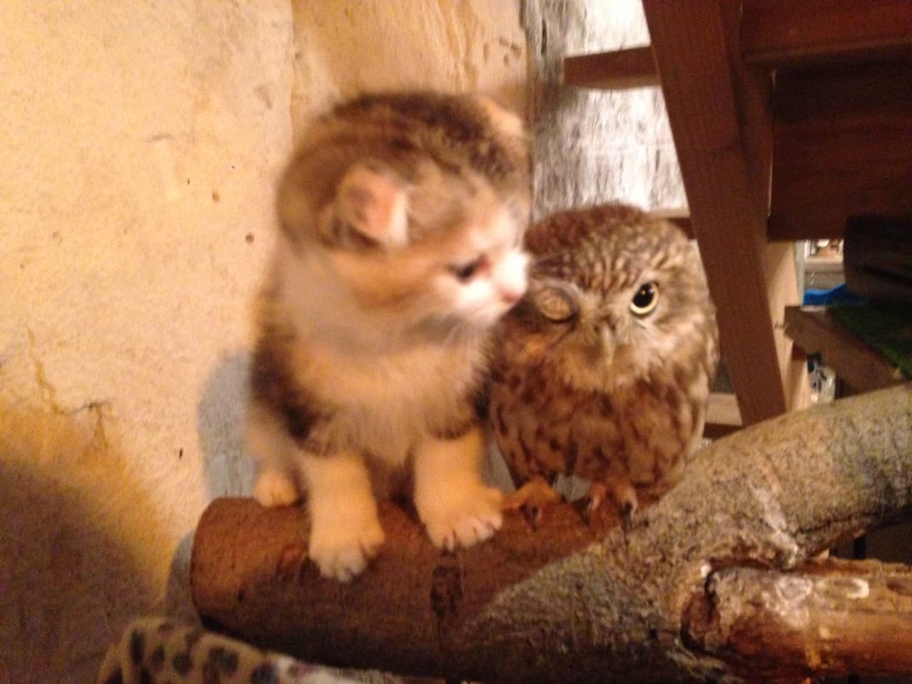 Los dos viven en el Osaka, Japón.