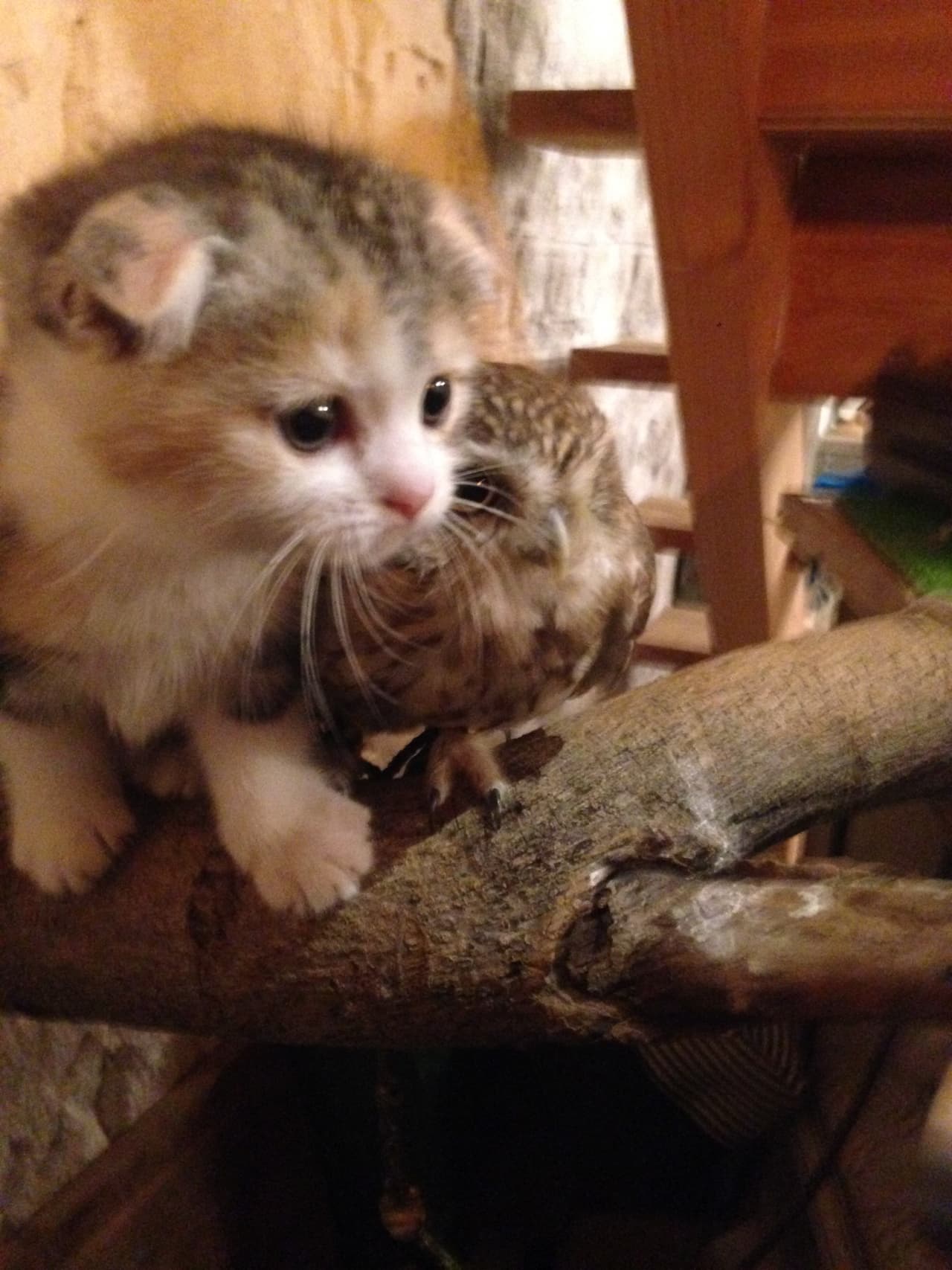 Marimo es un minino adorable al que le encanta jugar y observar.