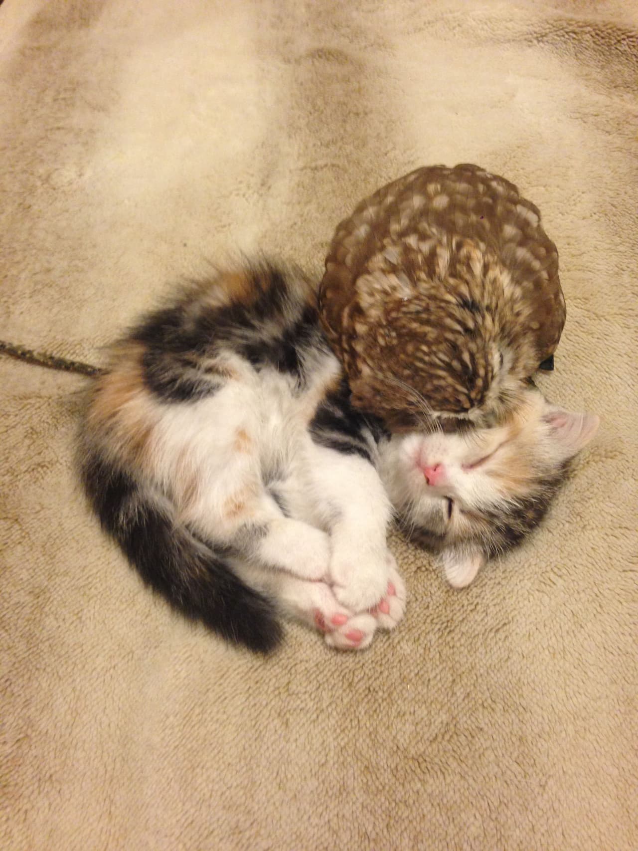 Fuku es un búho de un par de semanas de edad al que le encanta comer.