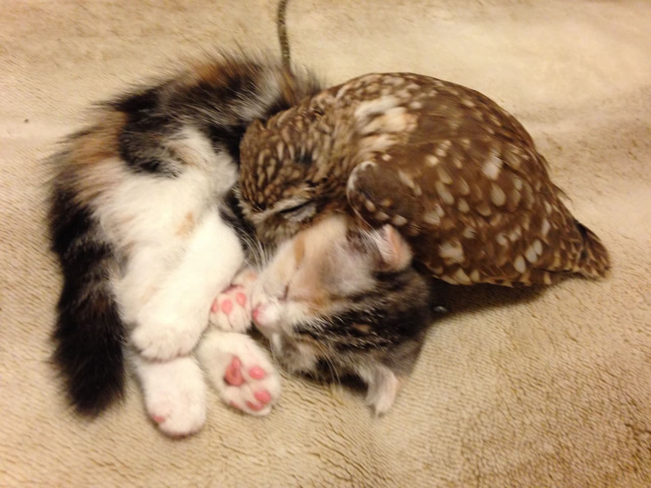 Estos dos pequeñines se hicieron mejores amigos.