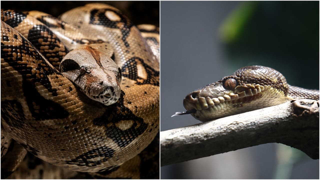 Autorizan “caza sin límite” de algunas serpientes en Puerto Rico: 5 claves sobre quién podrá hacerlo y cuáles son las restricciones 