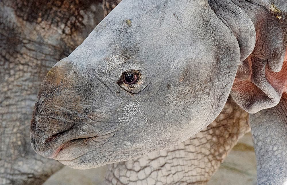 Debido al cuidado que requieren la madre y la cría, el zoológico ha informado que no los pondrá en exhibición hasta que se confirme que ambos se encuentran en perfecto estado de salud.