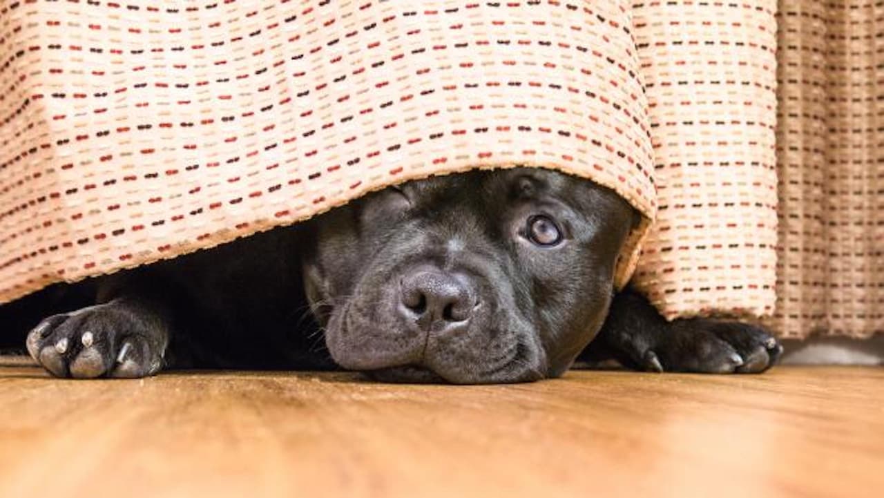 Nunca dejes a tu mascota en un automóvil estacionado; dejar la ventana entre abierta no protegerá a tu mascota. Recuerda que es contra la ley y puede generarte multas.