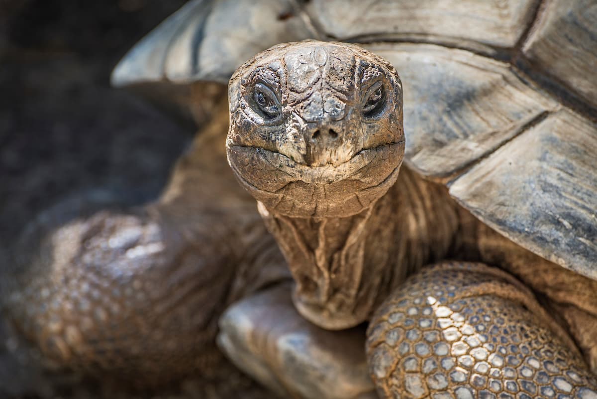 Después de la tortuga gigante de las Galápagos, la tortuga gigante de Aladabra es la segunda más grande del mundo. Los machos pueden llegar a pesar hasta 550lb (250 kg).
