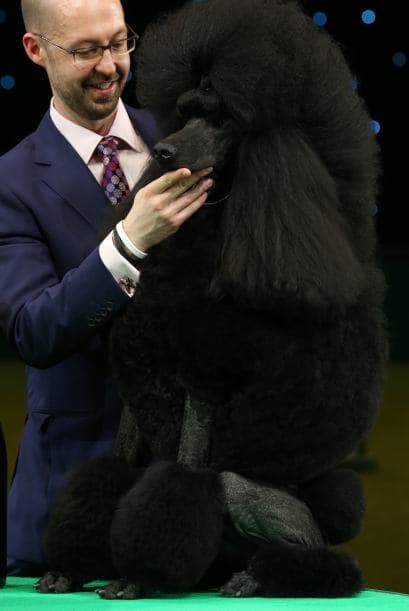 'Ricky' fue nombrado 'el mejor del show' en el Crufts y tiene sólo dos años de edad.