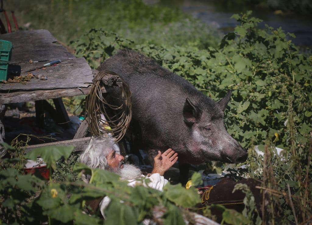 Tenía varias cabras, gallinas, unos 30 perros y gatos y su favorita, una jabalí adulta llamada Mara. Cuando Petrovic la encontró hace ocho años era una cerdita atrapada en los arbustos, y la cuidó hasta que se recuperó.
<br>