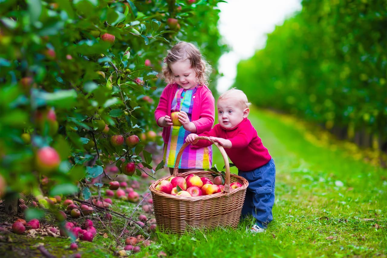 <b>APPLE PICKING: </b>en esta época del año, granjas urbanas y jardines abren sus puertas para que las familias puedan ir a recoger manzanas propiamente en el lugar donde crecen. Además, ofrecen los famosos
<i>hayrides</i> (paseos en carretas), face painting y los populares laberintos. Es un plan para todo el día, que probablemente los deje exhaustos pero con buenos recuerdos.