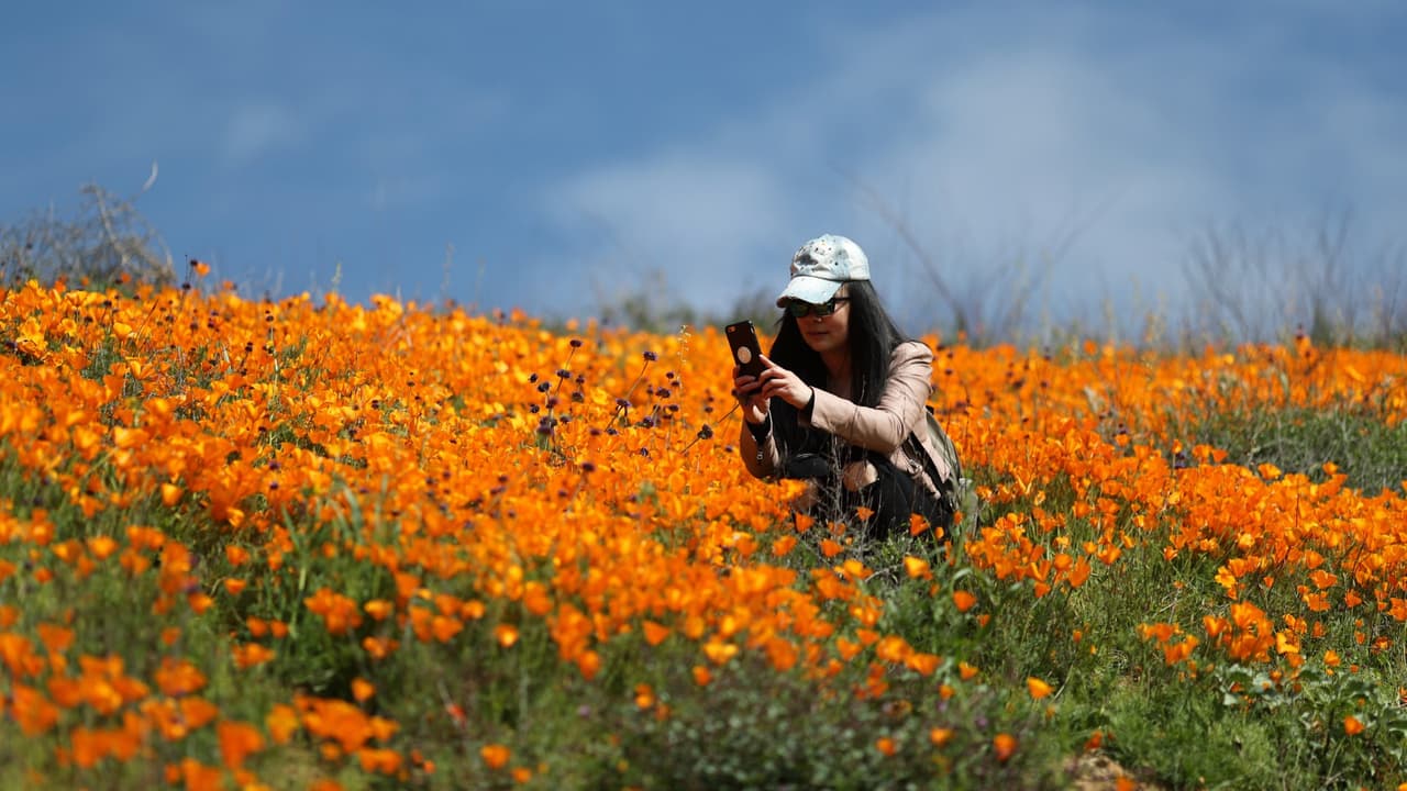 Mírenlas, pero no las toquen: prohiben acceso al superflorecimiento de amapolas en el cañón Walker