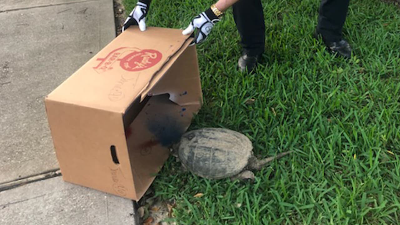 Oficiales del precinto 4 del condado Harris colocaron a la tortuga en una caja.
