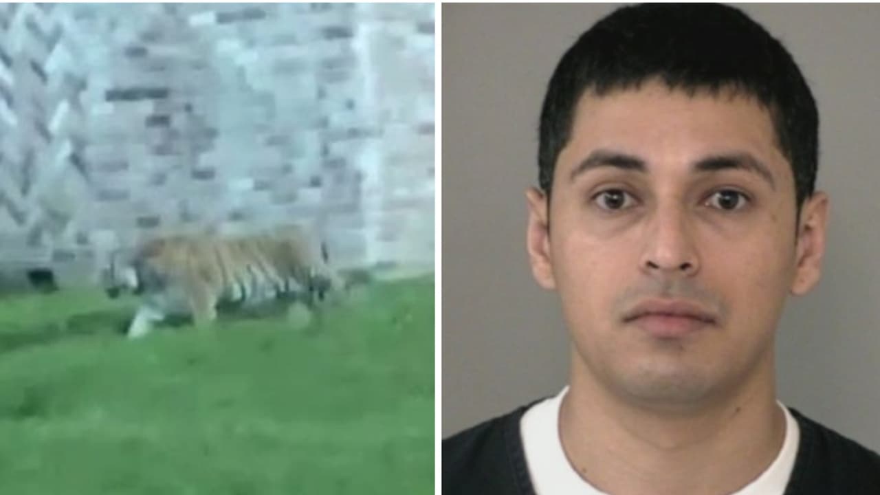 Por casi una semana, "India" fue reportada como desaparecida y se ofrecía recompensa hasta de 5,000 dólares. La última vez que se vio fue en un vecindario al oeste de Houston, 
<a href="https://www.univision.com/local/houston-kxln/la-policia-arresta-al-dueno-del-tigre-que-deambulo-por-las-calles-de-houston-video">cuando deambulaba en el jardín de una casa</a>.