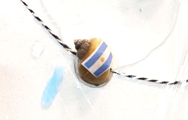 Argentina en el momento de su victoria.