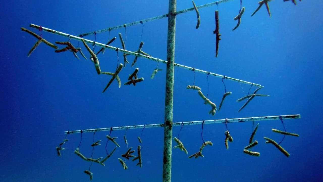 Fabricados con materiales duraderos, los corales impresos en 3D están diseñados para soportar las condiciones del océano y resistir la degradación.