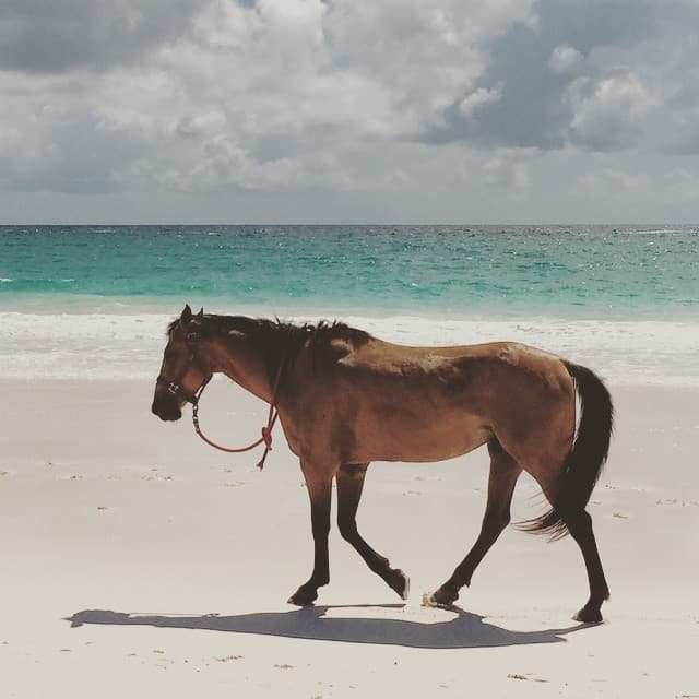 Es muy común que en las playas haya caballos para dar un romántico paseo.