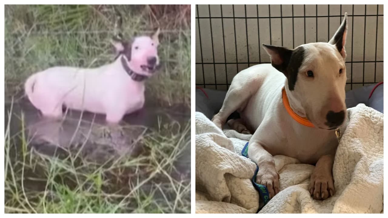 Trooper: el perro que fue víctima de cruel abandono durante el Huracán Milton ya tiene nombre