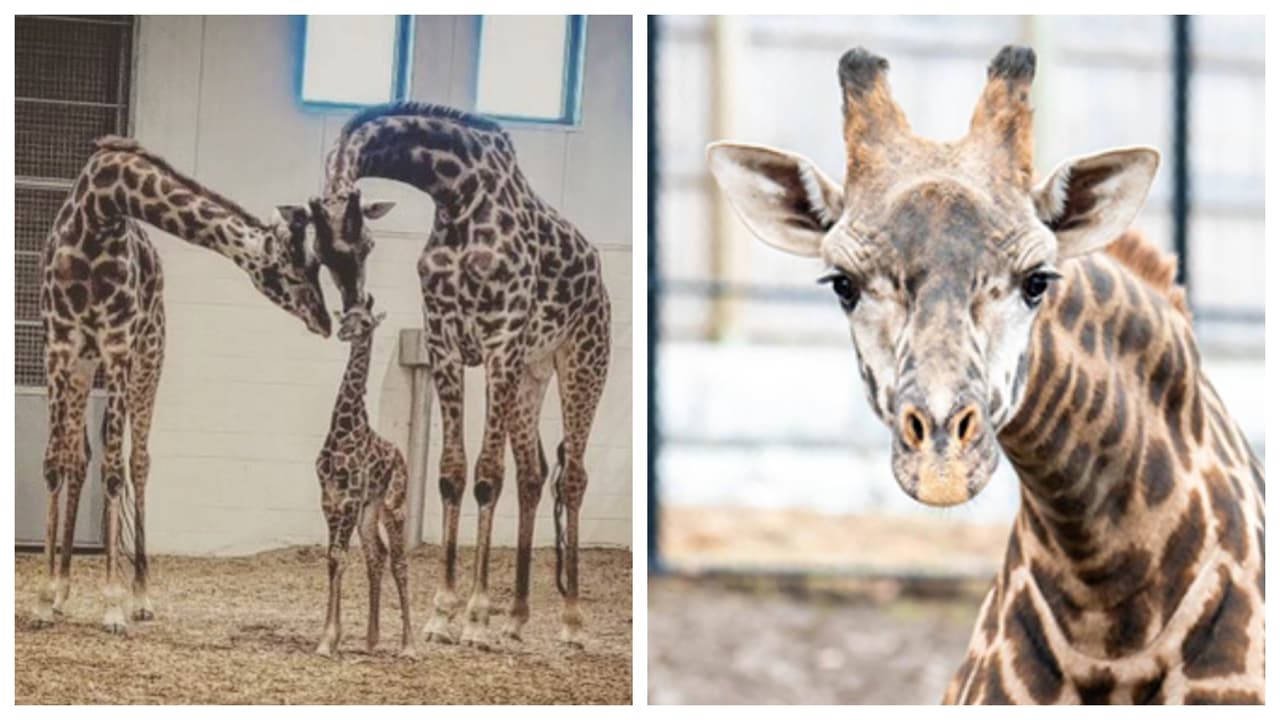Muere en extraño accidente Parker, jirafa del parque zoológico Seneca en NY