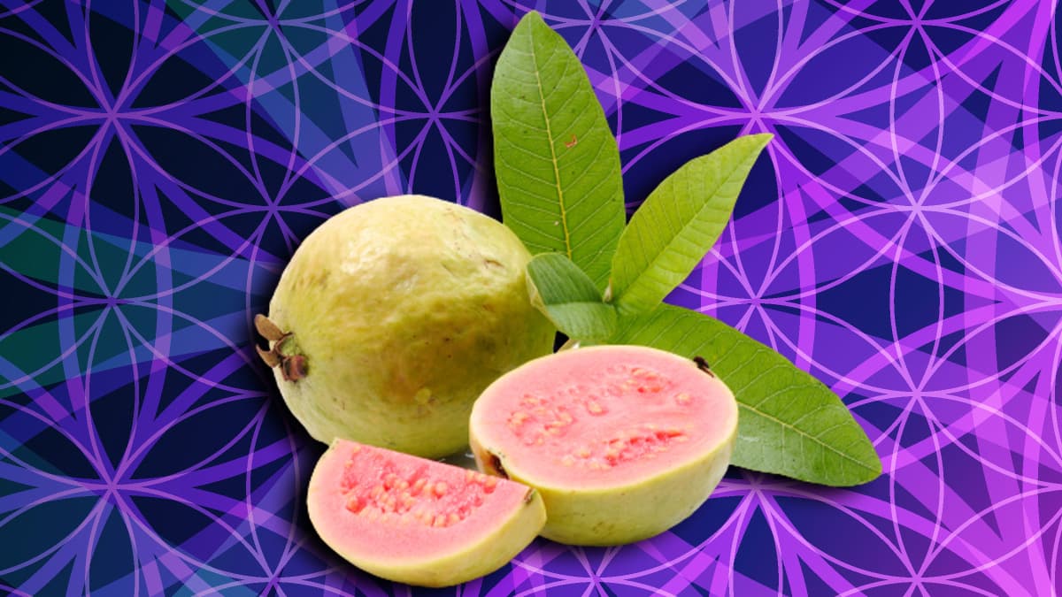 La guayaba, llamada en inglés guava y también conocida como guayabo, guara o arrayán, es una fruta deliciosa que provee mucha vitamina y tiene un sabor inigualable. Pero más allá de ser una fruta muy venerada, quizá muchos no saben los múltiples beneficios que tiene desde la planta.