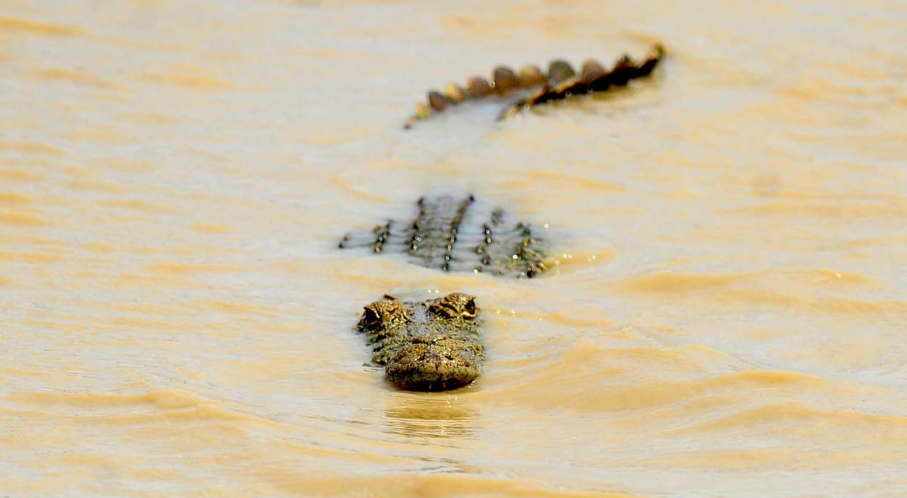 El cocodrilo puede mantenerse sumergido en el agua hasta 2 horas. Siendo un animal que respira oxígeno, ¿Cómo lo hace? Aunque parezca extraño, los cocodrilos pueden permanecer sumergidos por largos periodos de tiempo aunque tenga bajos niveles de hemoglobina (proteína que almacena oxígeno). Esto se debe a que su hemoglobina tenga características únicas. Cuando están sumergidos, el dióxido de carbono (CO
<sub>2</sub>) aumenta y se disuelve en bicarbonato, el cual se une a la hemoglobina obligando a que se desprenda el oxígeno almacenado. Ese oxígeno se une a los tejidos eliminando la necesidad de tener que salir a la superficie frecuentemente.