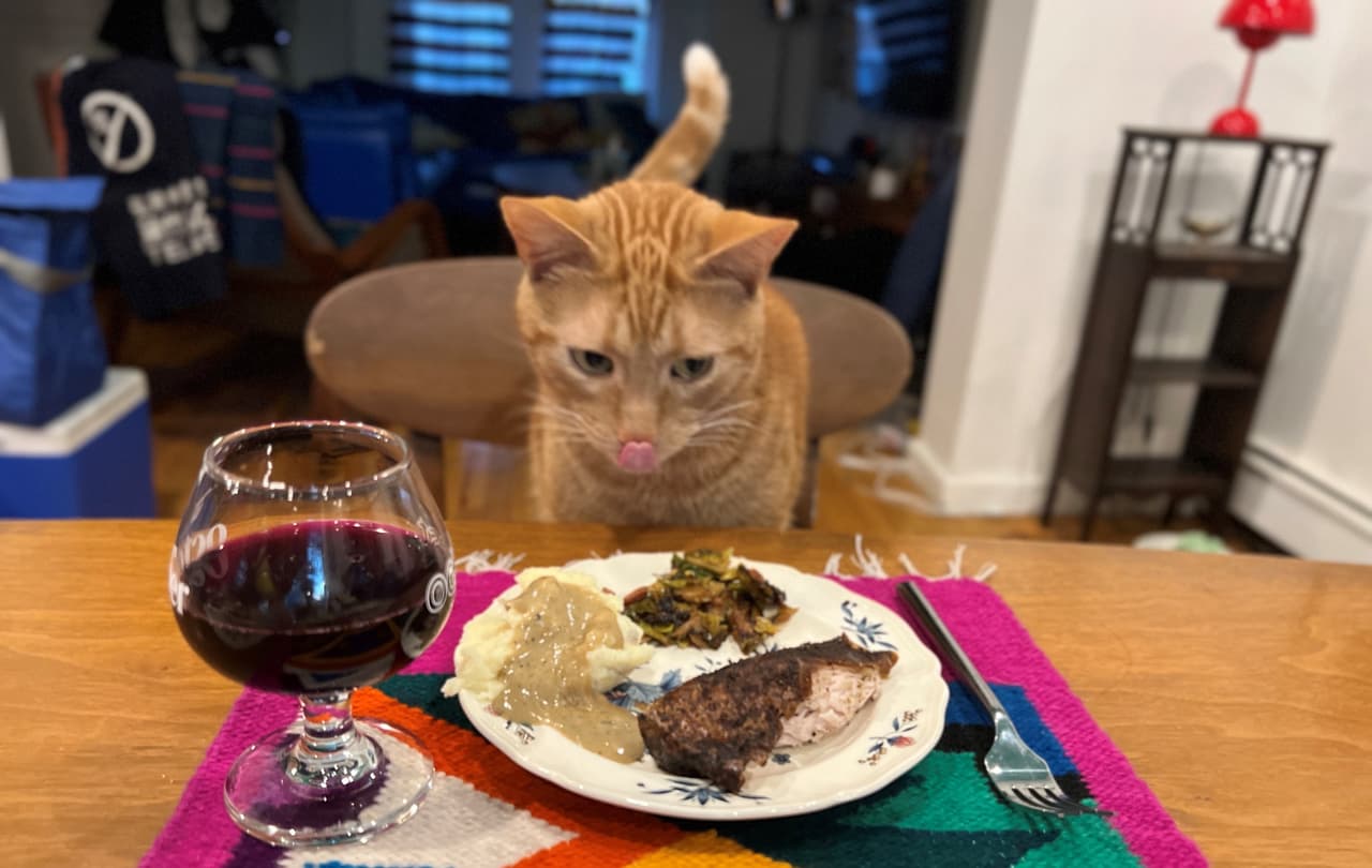 Smells, gato hallado en maleta en aeropuerto de NY fue entregado a dueños y disfruta Thanksgiving