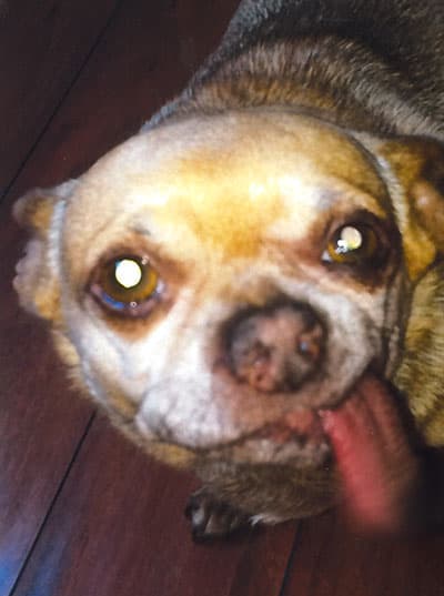 Unos 24 perritos participaron del concurso. El ganador fue Quasi Modo, del estado de Florida.