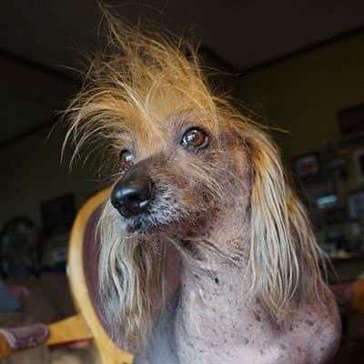 Unos 24 perritos participaron del concurso. El ganador fue Quasi Modo, del estado de Florida.