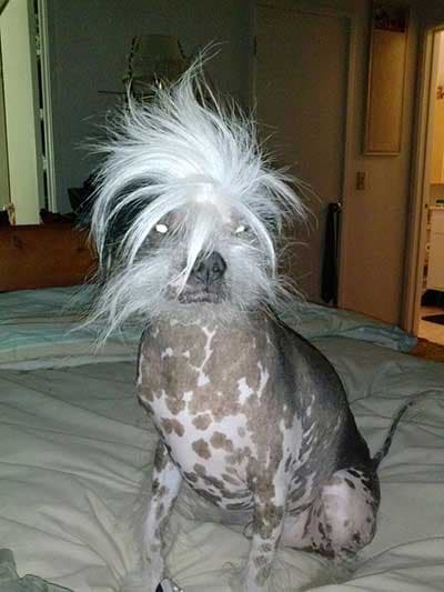 Unos 24 perritos participaron del concurso. El ganador fue Quasi Modo, del estado de Florida.