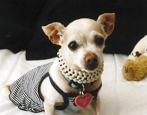 Unos 24 perritos participaron del concurso. El ganador fue Quasi Modo, del estado de Florida.