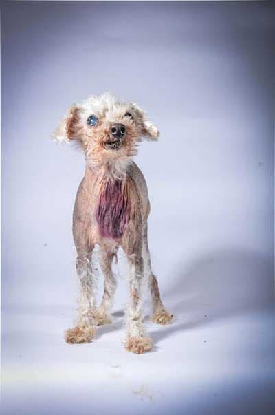 Unos 24 perritos participaron del concurso. El ganador fue Quasi Modo, del estado de Florida.