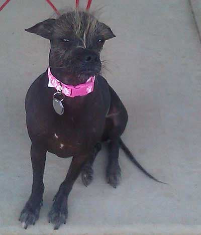 Unos 24 perritos participaron del concurso. El ganador fue Quasi Modo, del estado de Florida.