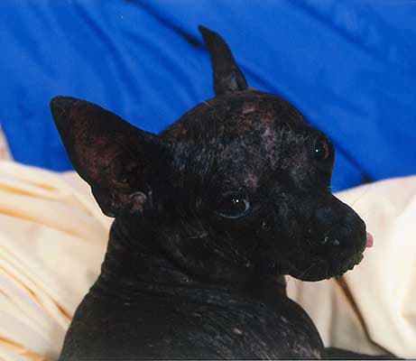 Unos 24 perritos participaron del concurso. El ganador fue Quasi Modo, del estado de Florida.