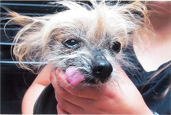 Unos 24 perritos participaron del concurso. El ganador fue Quasi Modo, del estado de Florida.