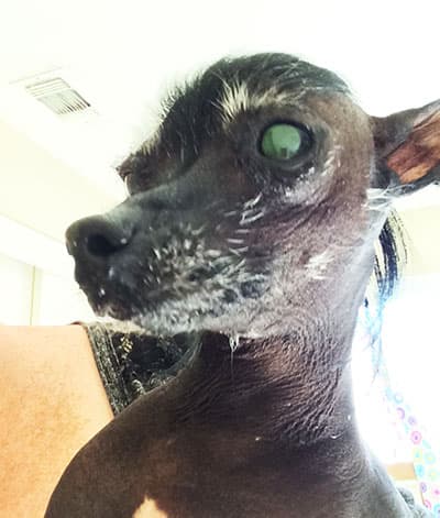 Unos 24 perritos participaron del concurso. El ganador fue Quasi Modo, del estado de Florida.