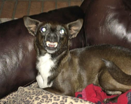 Unos 24 perritos participaron del concurso. El ganador fue Quasi Modo, del estado de Florida.