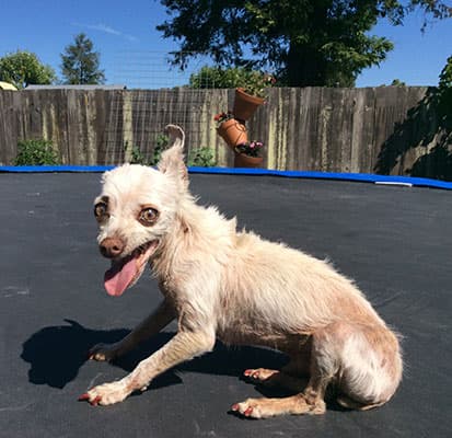 Unos 24 perritos participaron del concurso. El ganador fue Quasi Modo, del estado de Florida.