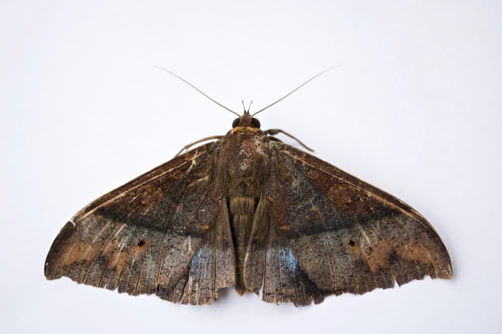 Muchas personas las consideran como venenosas o culpables de ceguera debido al polvo que desprenden sus alas. Sin embargo, también es una información totalmente falsa pues solamente producen una leve irritación.