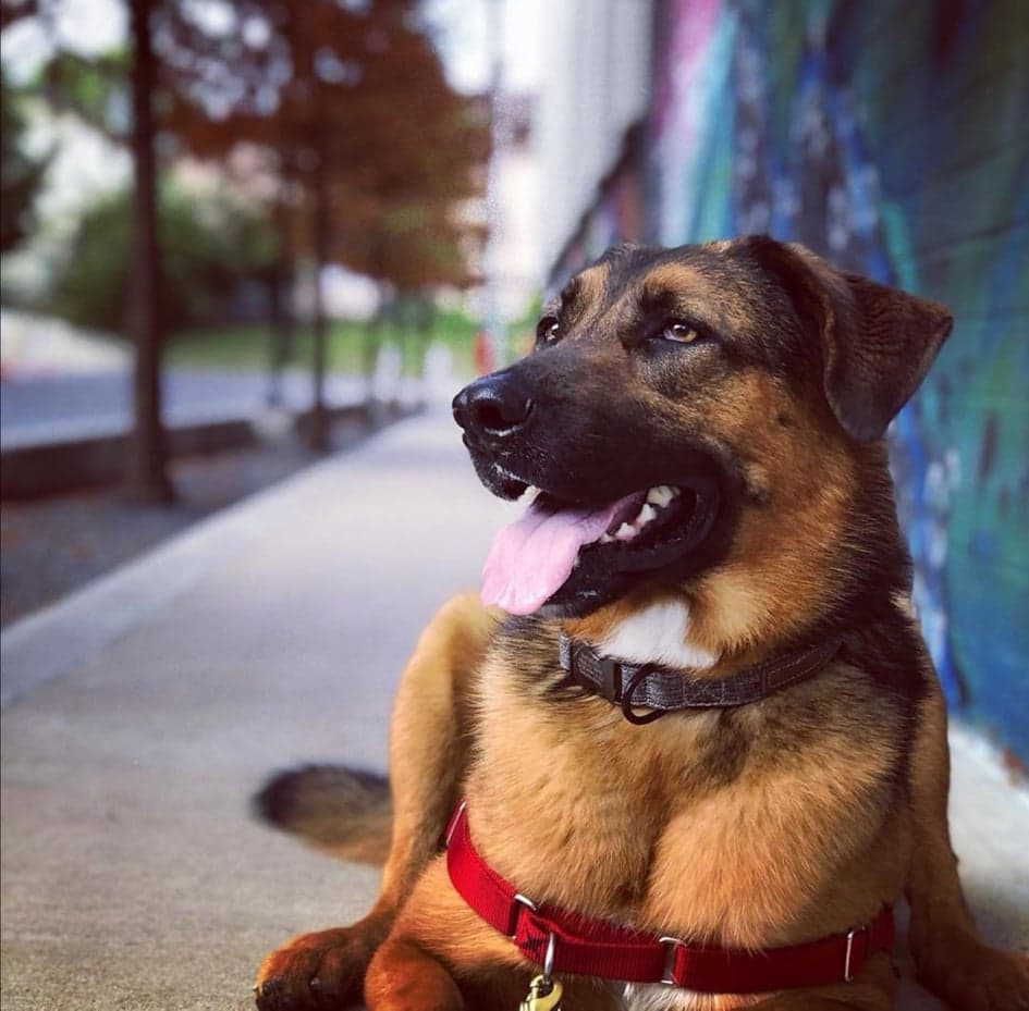 De acuerdo con Regil, aún desconoce si su perro 
<b>se podrá recuperar</b>, pero le administrará medicinas y suplementos que le ayuden a su corazón.