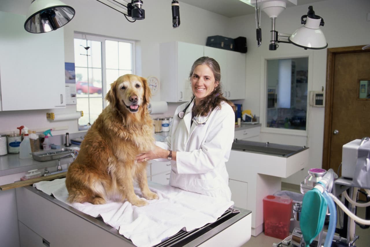 “He visto perros de 18 años que sólo han sido alimentados con comida comercial toda su vida”, admitió Dani McVety, veterinaria y experta en el comportamiento canino.