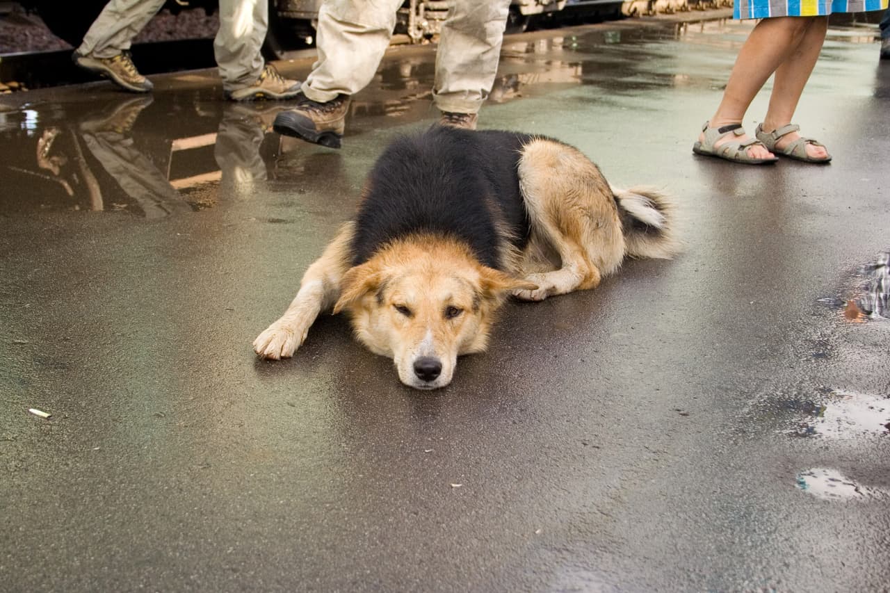 ¡Cocina para tu perro! Preparar algo especialmente para él crea los lazos que tanto se necesitan entre el humano y el can.