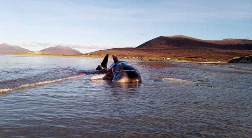La ballena de más de 20 toneladas fue enterrada en la playa.