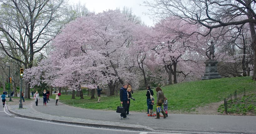 Se estima que en
<b> NYC hay 40,000 árboles de cerezo en flor</b>. Son los voceros 'no oficiales' de que la primavera llegó a la Gran Manzana.