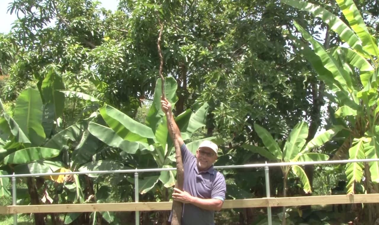 Un agricultor del barrio Cuchillas en Moca cosechó una yuca de 9 pies y dos pulgadas de alto. El fruto pesó 35 libras. La yuca es natural, no tiene químicos y fue sembrada hace un año y medio.
