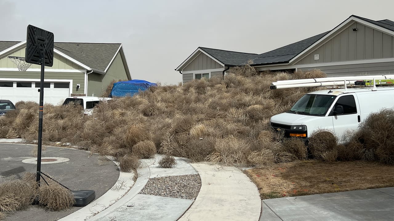 Plantas rodadoras invaden comunidades en Utah