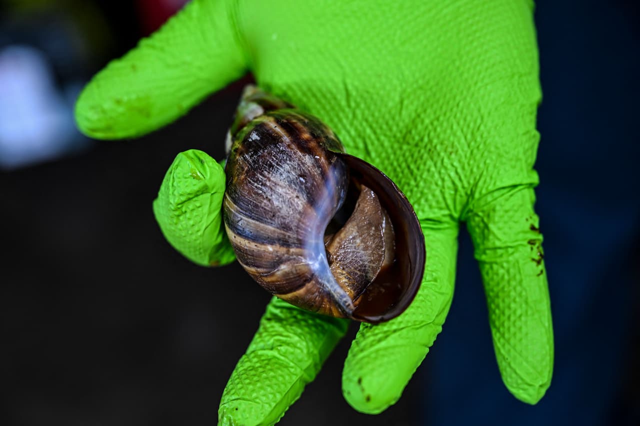 <b>Un peligro para los humanos. </b>El Departamento de Agricultura ha impuesto un área de cuarentena en New Port Richey, de la que no se pueden sacar plantas ni ningún otro material vegetal ante el riesgo de diseminación. 
<br>
<br>
<b>"Otro problema de este caracol es que es portador del gusano pulmonar de la rata, que puede causar meningitis en los humanos", </b>dice Stanley. 
<br>
<br>