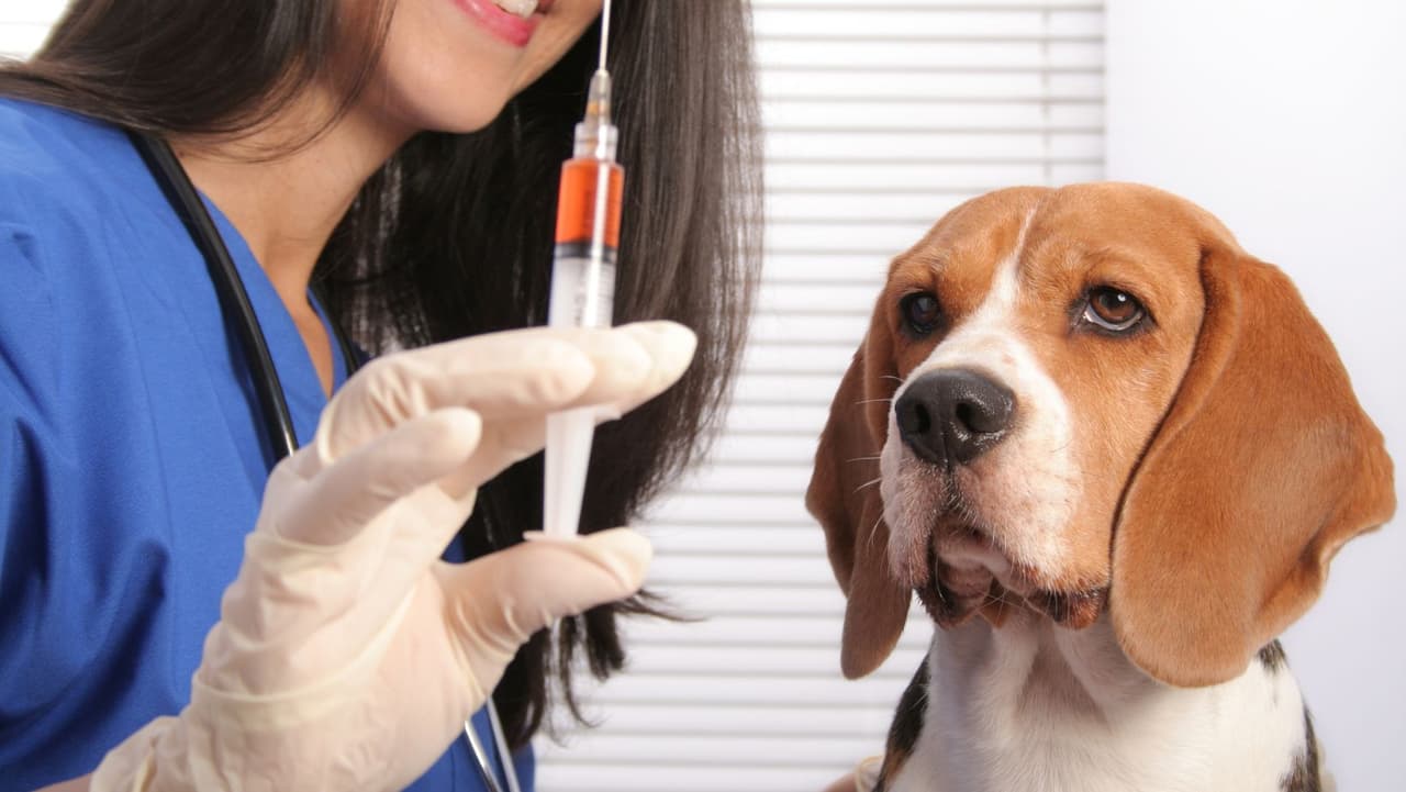 <b>¿Existe una vacuna contra la gripe canina? </b>Sí. La vacuna contra la influenza canina no es 100 % efectiva para prevenir la infección, pero reduce la probabilidad de contraer el virus y el riesgo de síntomas graves. Sin embargo, la mejor manera de prevenir la influenza canina es mantener a su perro en casa y lejos de otros perros, al menos durante las próximas semanas mientras el virus circula localmente.
<br>