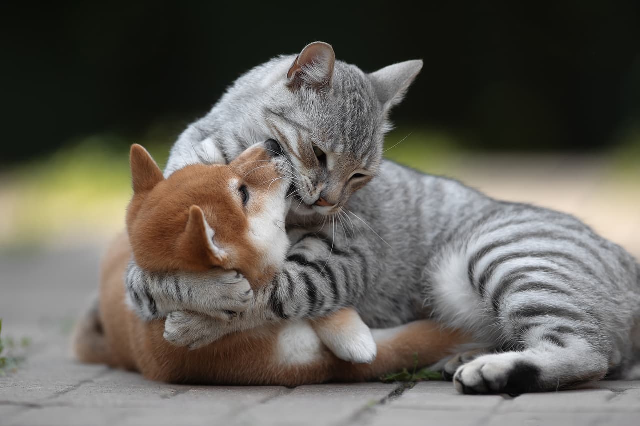 <b>‘Abrazo de amor’</b>
<br>
<br>“El cachorro de Siba se abraza con su amado gato”, explicó el autor sobre su imagen.
<br>
<br>“A través de los premios ‘Comedy Pet Photo Awards’ (premio de fotografías cómicas de mascotas, en español), queremos promover el bienestar animal y celebrar la contribución increíble y valiosa que las mascotas tienen en nuestras vidas”, se lee en el portal del concurso. 
<br>