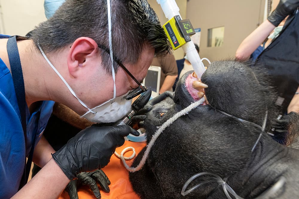 Los médicos esperan los resultados para saber si tiene neumonía.